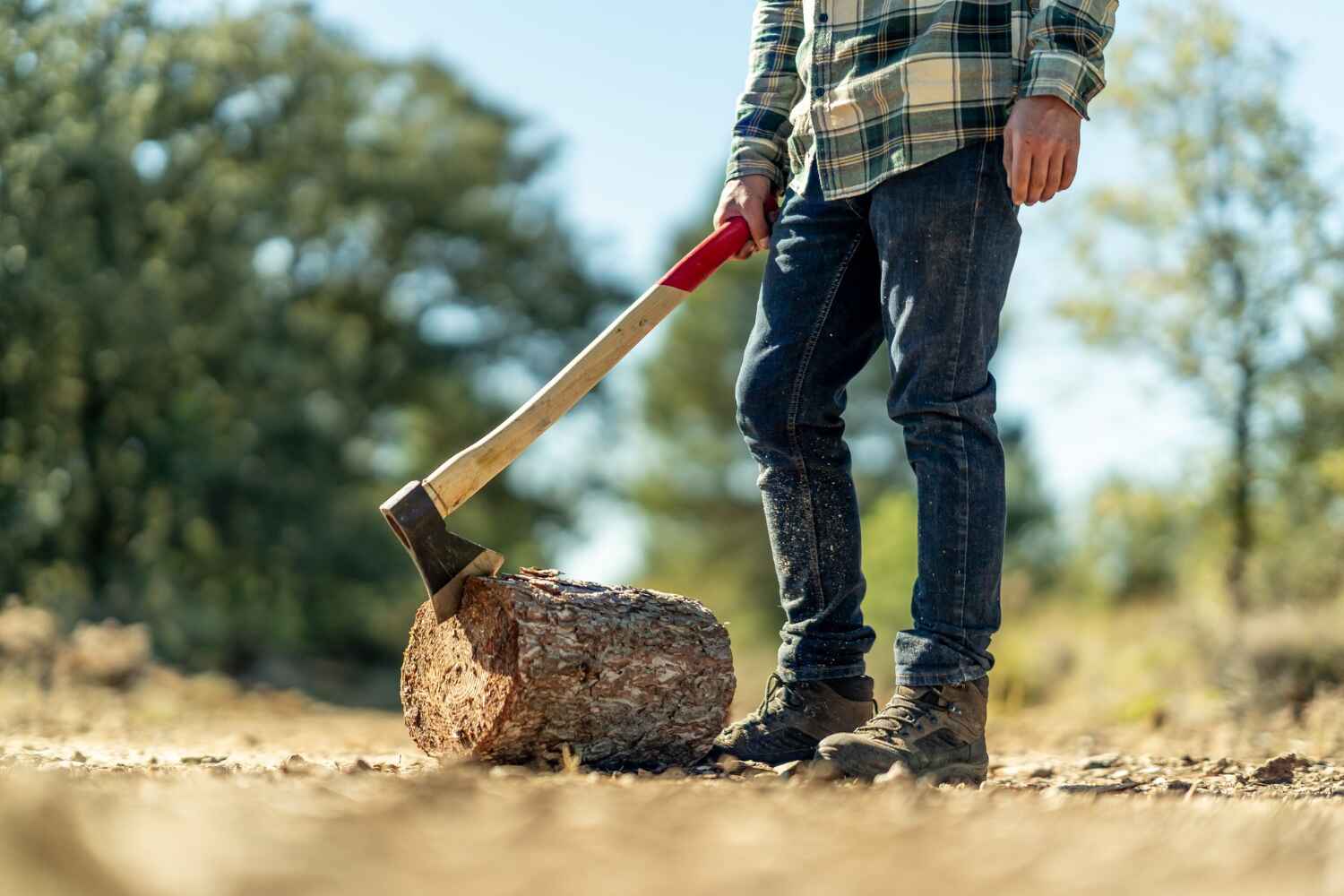 Tree Root Removal in Cocoa Beach, FL